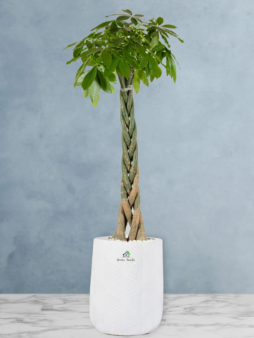 Potted-XL-Braided-Money-Tree-Pachira-Premium-Fiber-White-Pot