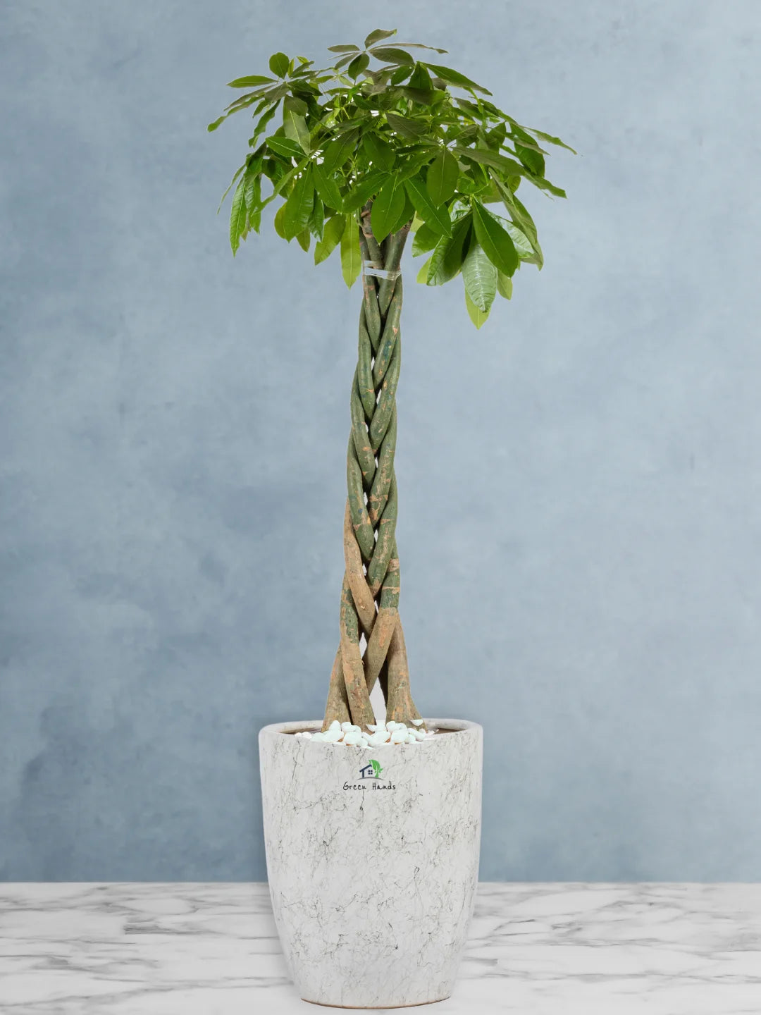 Potted-XL-Braided-Money-Tree-Pachira-Regular-Ceramic-Marble-Grey-Pot