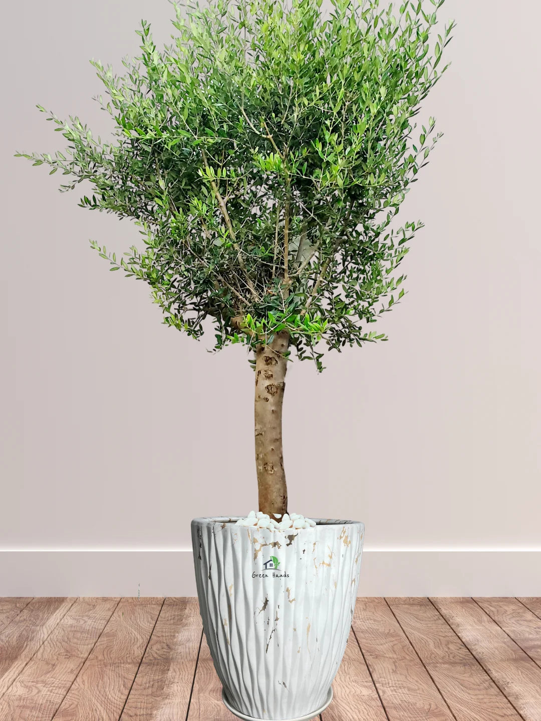 Potted-XL-Mature-Olive-Tree-Premium-Ceramic-Marble-Gold-Pot