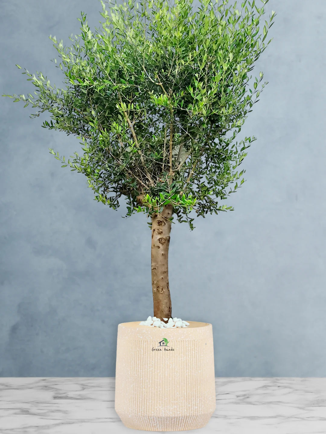 Potted-XL-Mature-Olive-Tree-Premium-Fiber-Beige-Pot