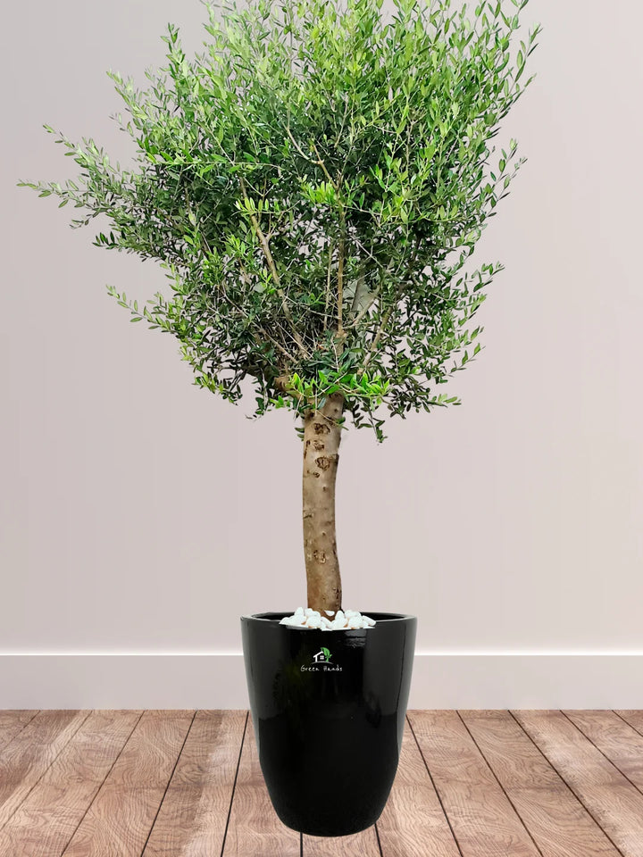 Potted-XL-Mature-Olive-Tree-Regular-Ceramic-Black-Pot