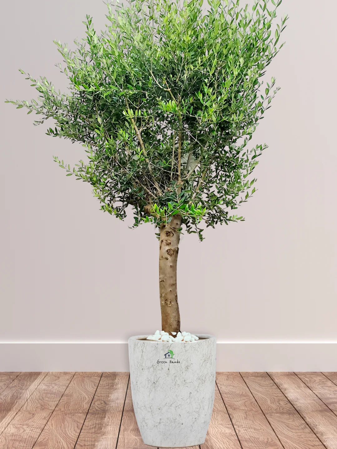 Potted XL Outdoor Olive Tree