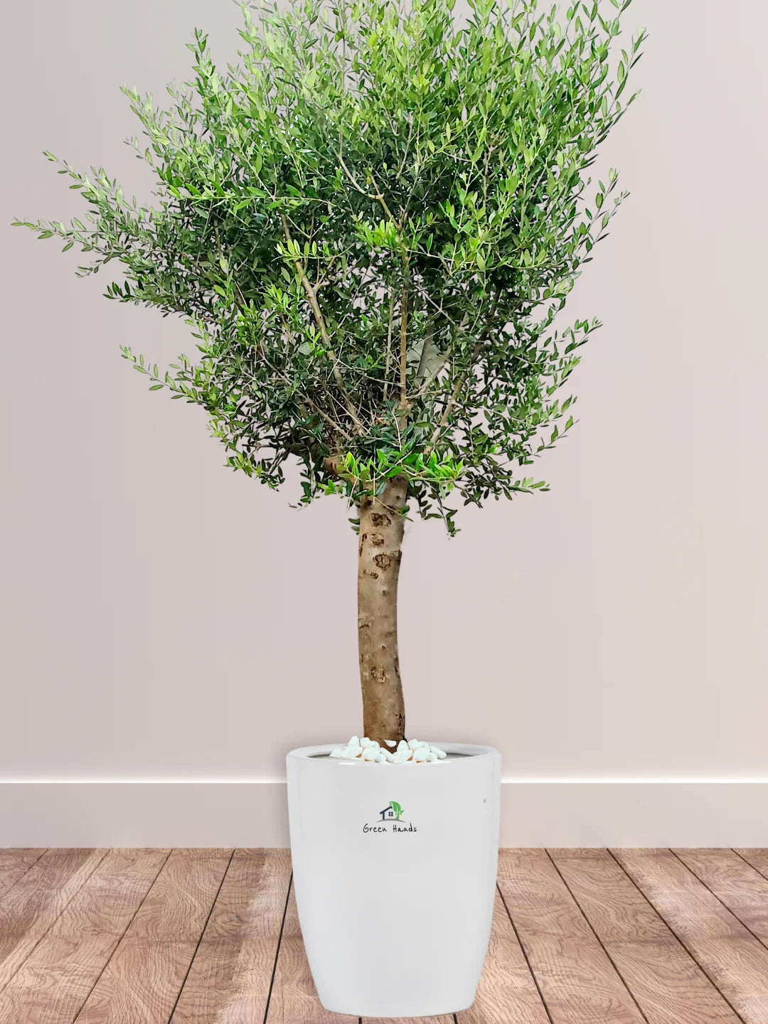 Potted XL Outdoor Olive Tree