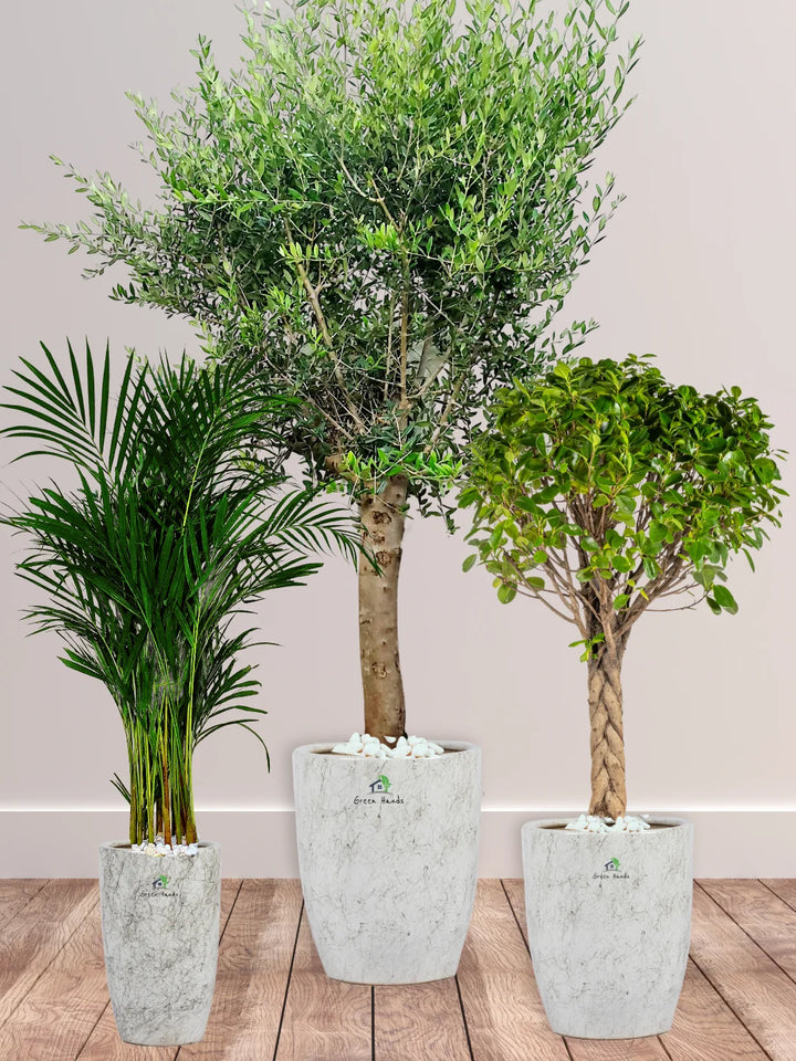 Potted-XL-Mature-Olive-Tree-Twisted-Bonsai-Areca-Palm-Bundle-Regular-Ceramic-Marble-Grey-Pots