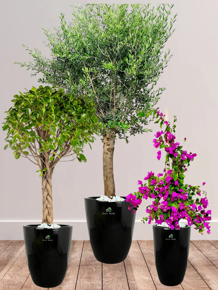 Potted-XL-Mature-Olive-Tree-Twisted-Bonsai-Bougainvillea-Bundle-Regular-Ceramic-Black-Pot