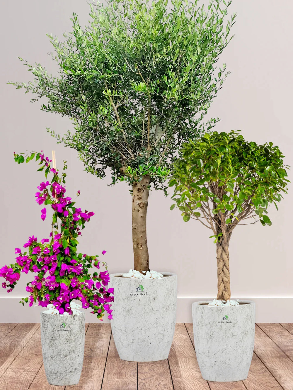 Potted-XL-Mature-Olive-Tree-Twisted-Bonsai-Bougainvillea-Bundle-Regular-Ceramic-Marble-Grey-Pot