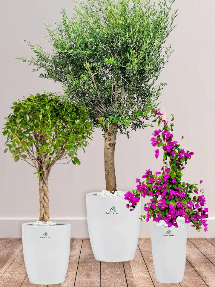 Potted-XL-Mature-Olive-Tree-Twisted-Bonsai-Bougainvillea-Bundle-Regular-Ceramic-White-Pot