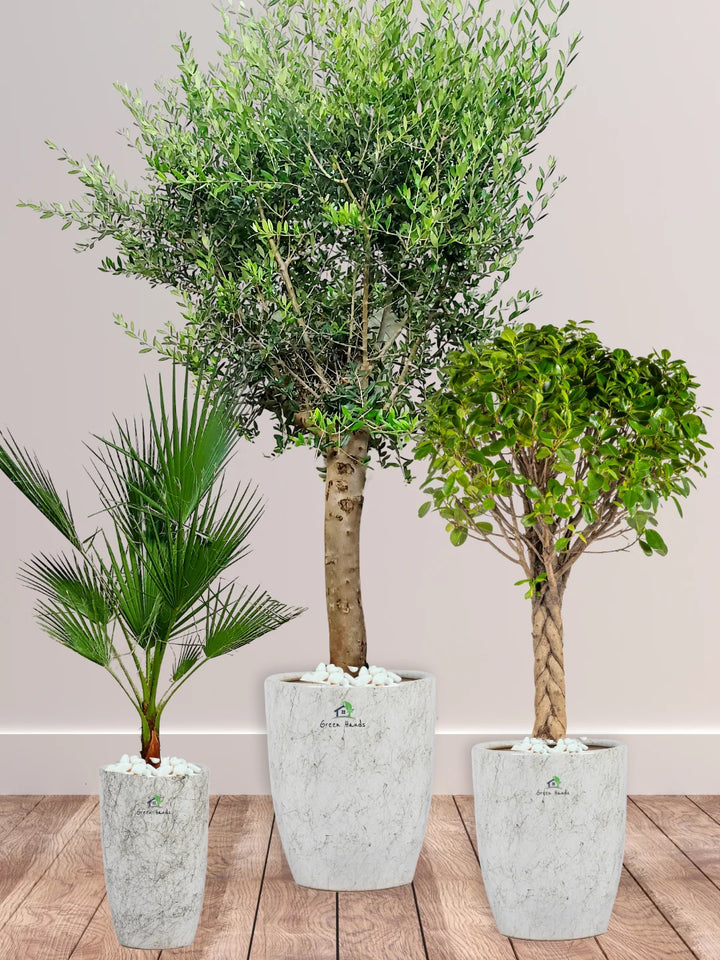 Potted-XL-Mature-Olive-Tree-Twisted-Bonsai-Washington-Palm-Bundle-Regular-Ceramic-Marble-Grey-Pot