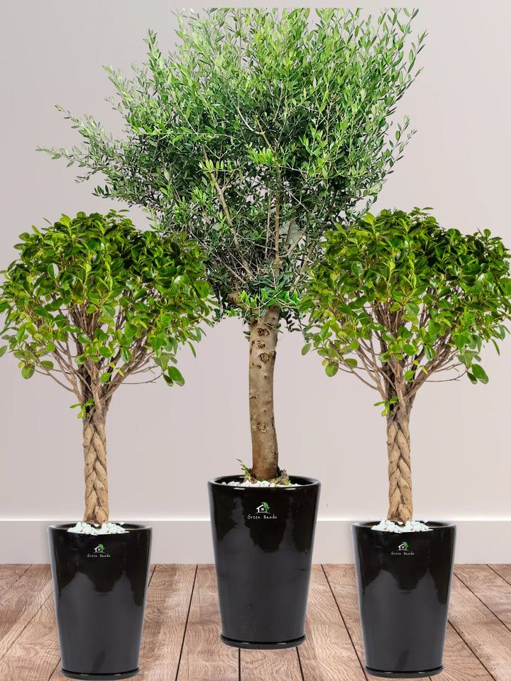 Potted-XL-Mature-Olive-Tree-two-Twisted-Bonsais-Premium-Ceramic-Black-Pots