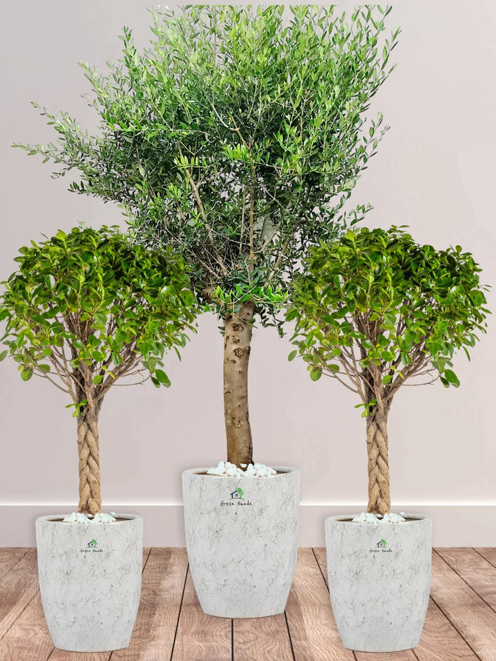 Potted-XL-Mature-Olive-Tree-two-Twisted-Bonsais-in-Regular-Ceramic-Marble-Grey-Pot