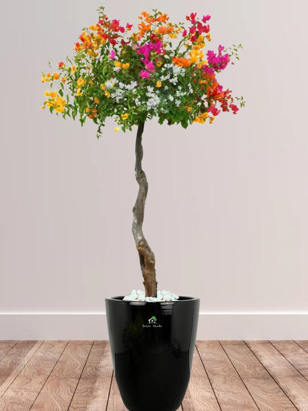 Potted-XL-Multi-Color-Bougainvillea-in-Ceramic-Black-Pot