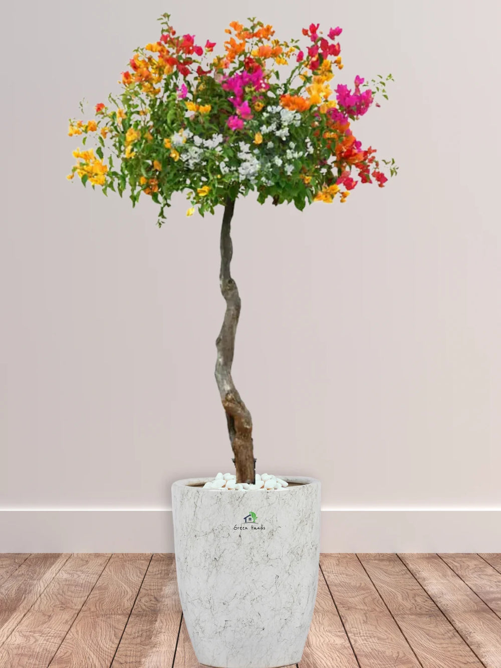 Potted-XL-Multi-Color-Bougainvillea-in-Marble-Ceramic-Pot