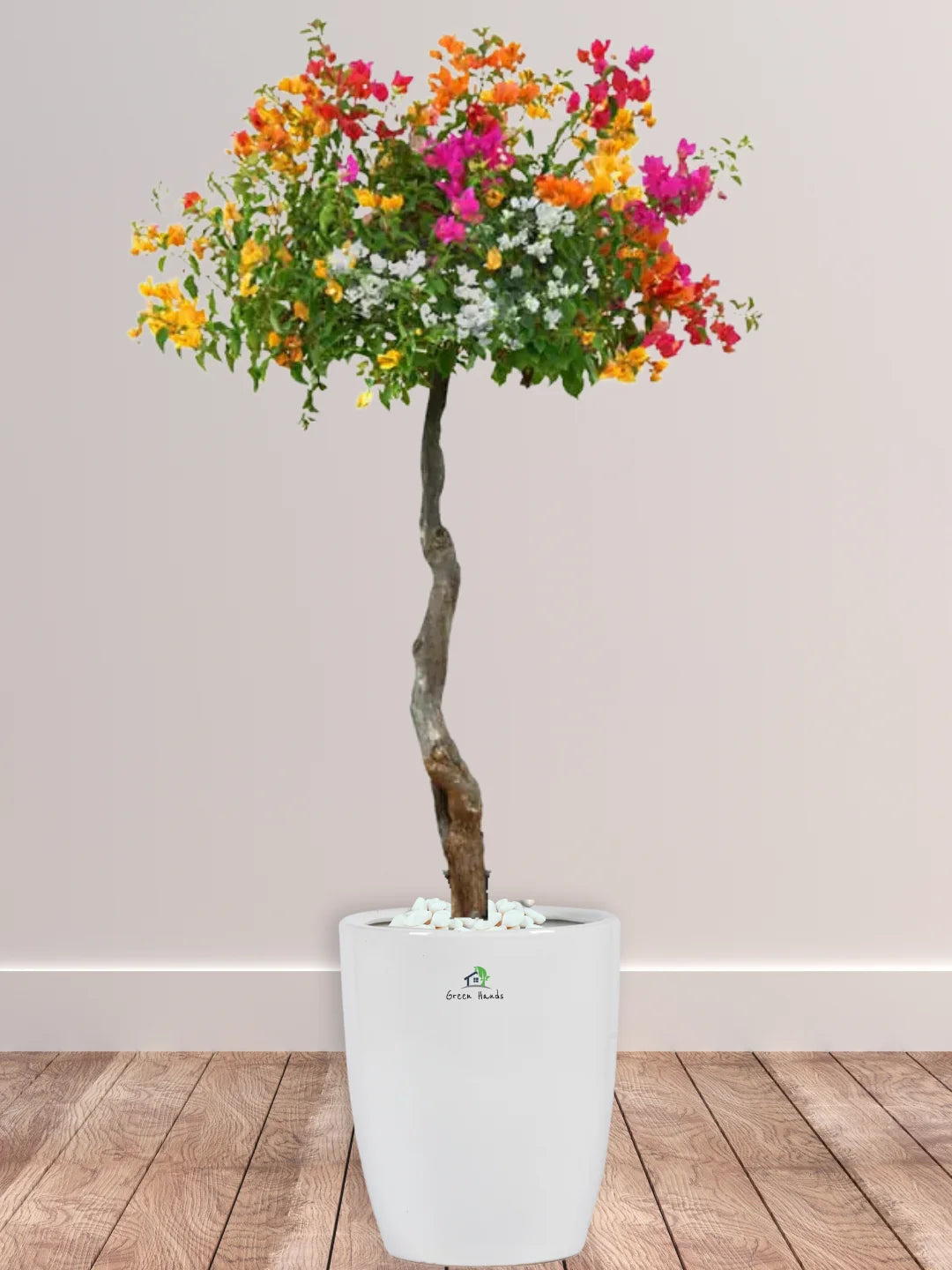 Potted-XL-Multi-Color-Bougainvillea-in-White-Ceramic-Pot