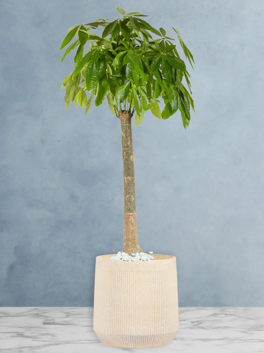 Potted-XL-Thick-Stem-Money-Tree-Pachira-Premium-Fiber-Beige-Pot