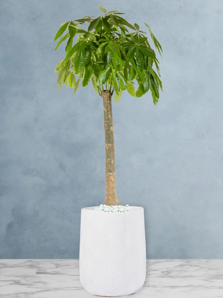 Potted-XL-Thick-Stem-Money-Tree-Pachira-Premium-Fiber-White-Pot