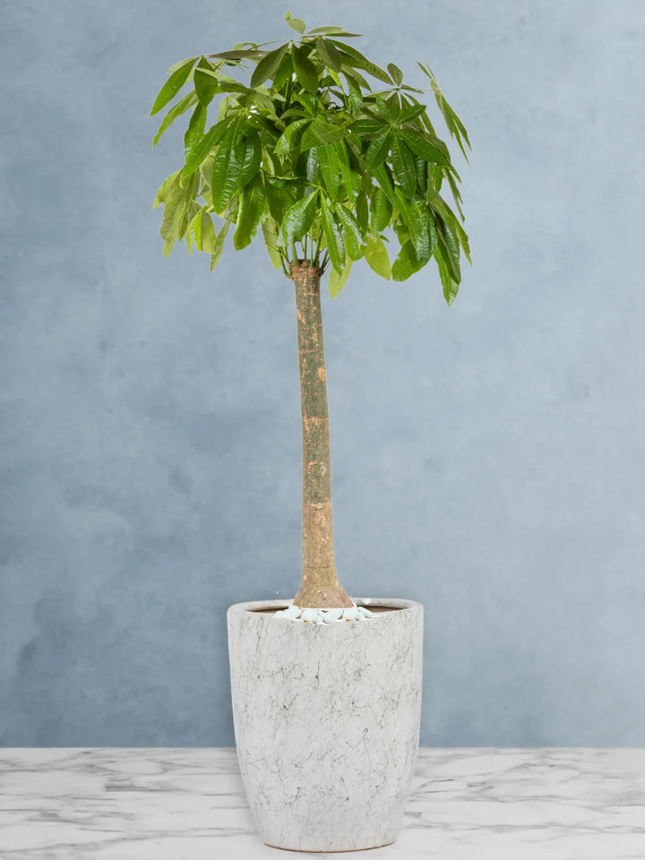 Potted-XL-Thick-Stem-Money-Tree-Pachira-Premium-Marble-Ceramic-Pot