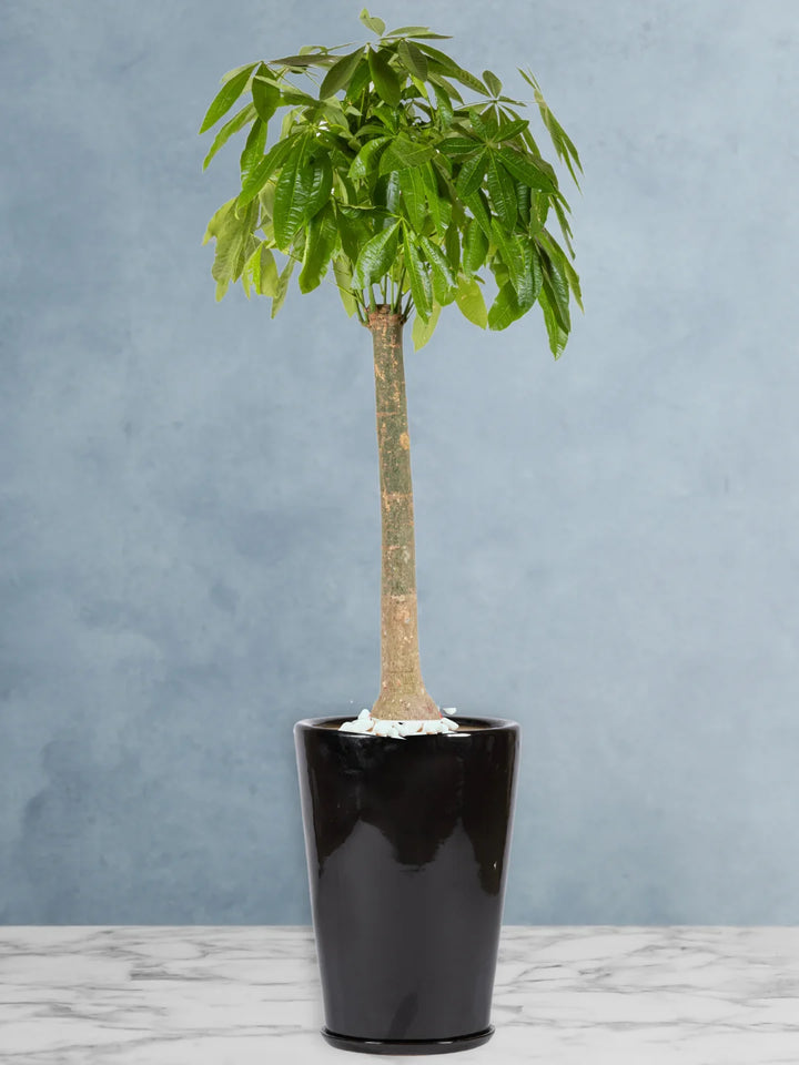 Potted-XL-Thick-stem-Money-Tree-Pachira-Premium-Ceramic-Black-Pot