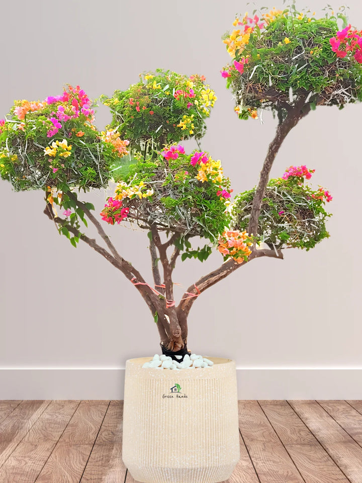 Potted-XXL-Multi-Color-Multi-Head-Bougainvillea-in-Arabian-Sand-Fiber-Pot