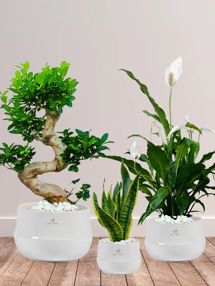 S-Bonsai-Peace-Lily-and-Snake-Plant-Bundle-Glossy-White-Ceramic-Pots