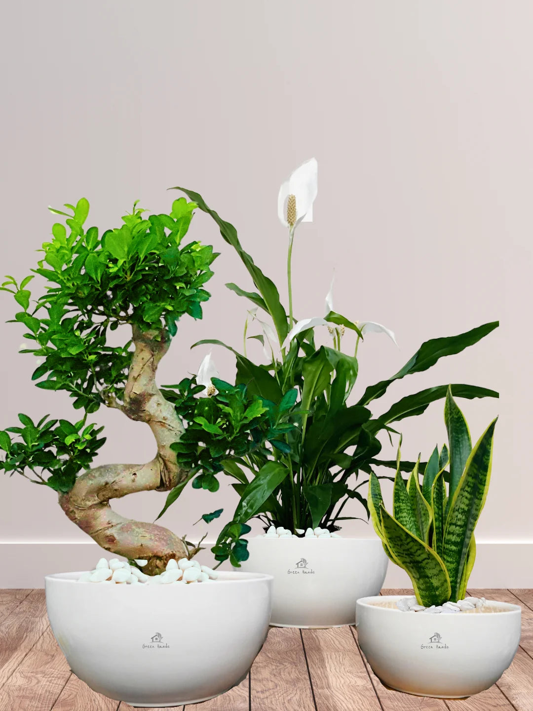 S-Bonsai-Peace-Lily-and-Snake-Plant-Bundle-Glossy-White-Ceramic-Pots