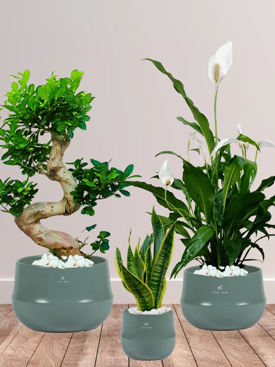 S-Bonsai-Peace-Lily-and-Snake-Plant-Bundle-Jade-Green-Ceramic-Pots