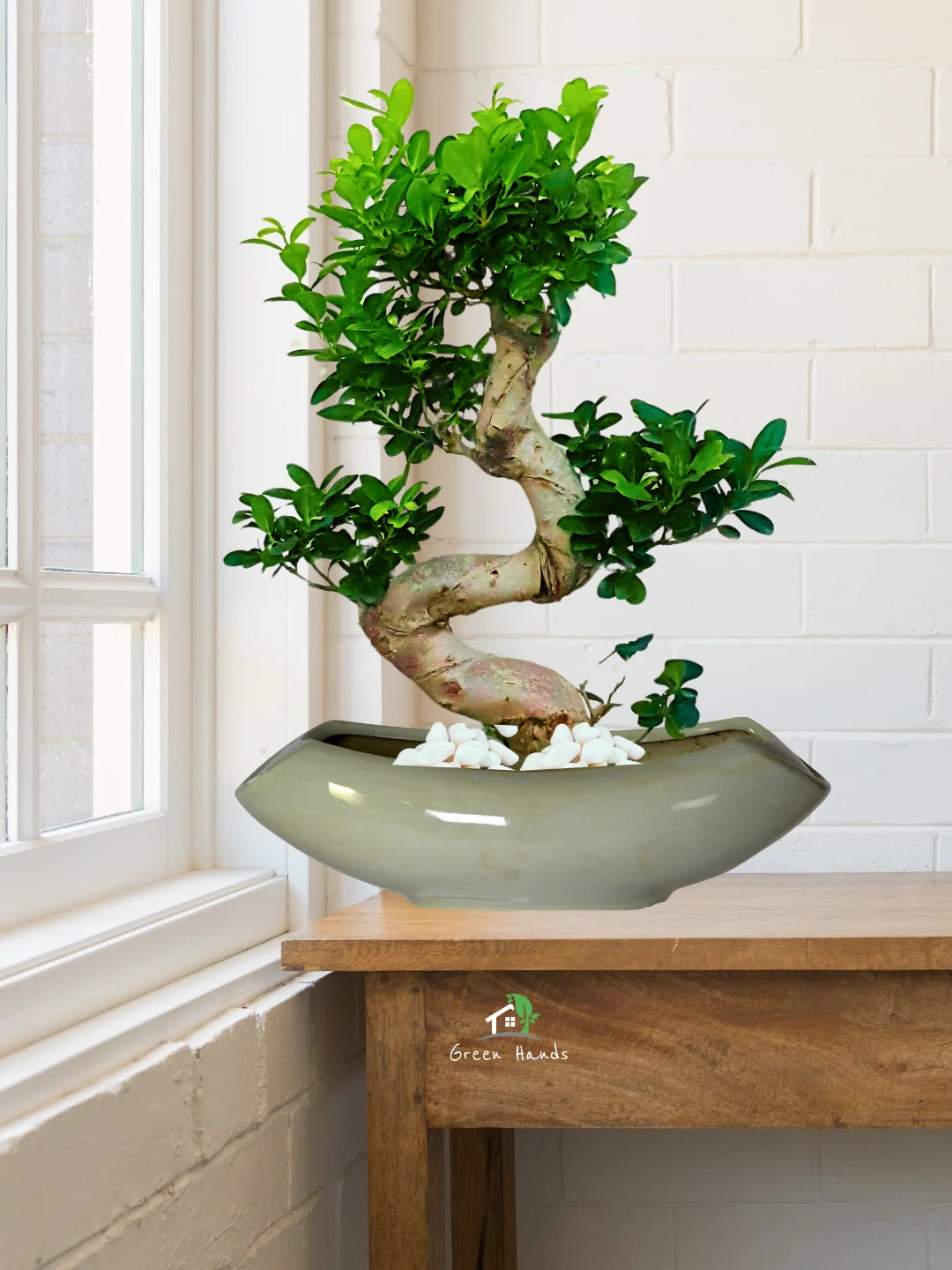 S Bonsai in Crescent Cradle Ceramic Pot Pebbles