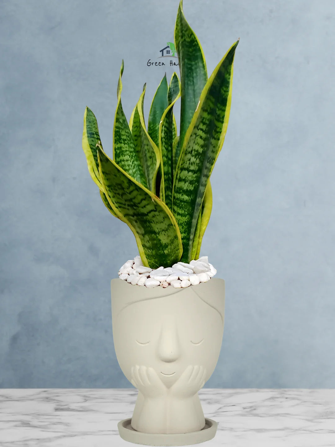 Premium Potted Desktop Snake Plant | 35-45 cm in Adorable Modern Minimalistic Planters