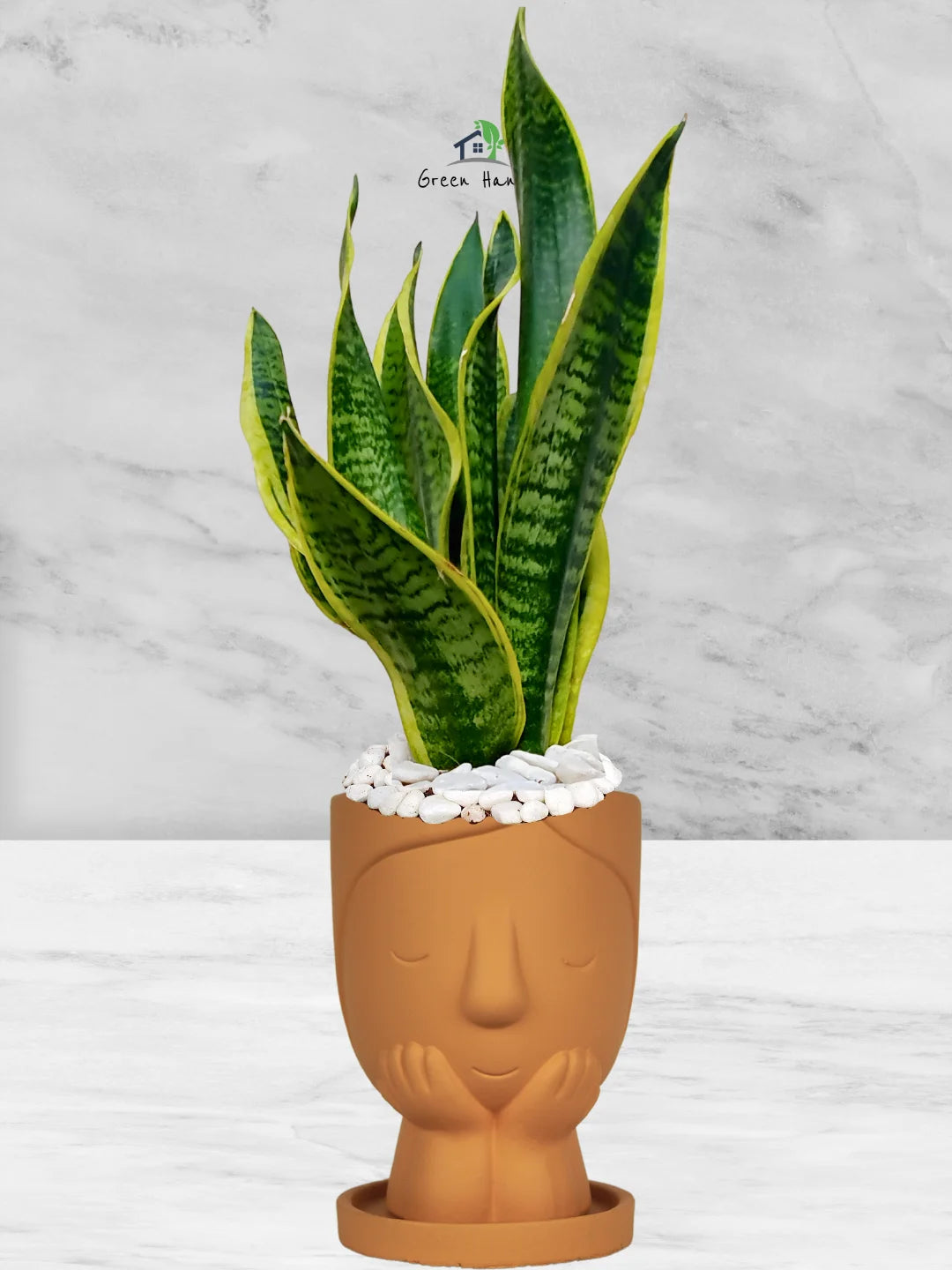 Premium Potted Desktop Snake Plant | 35-45 cm in Adorable Modern Minimalistic Planters