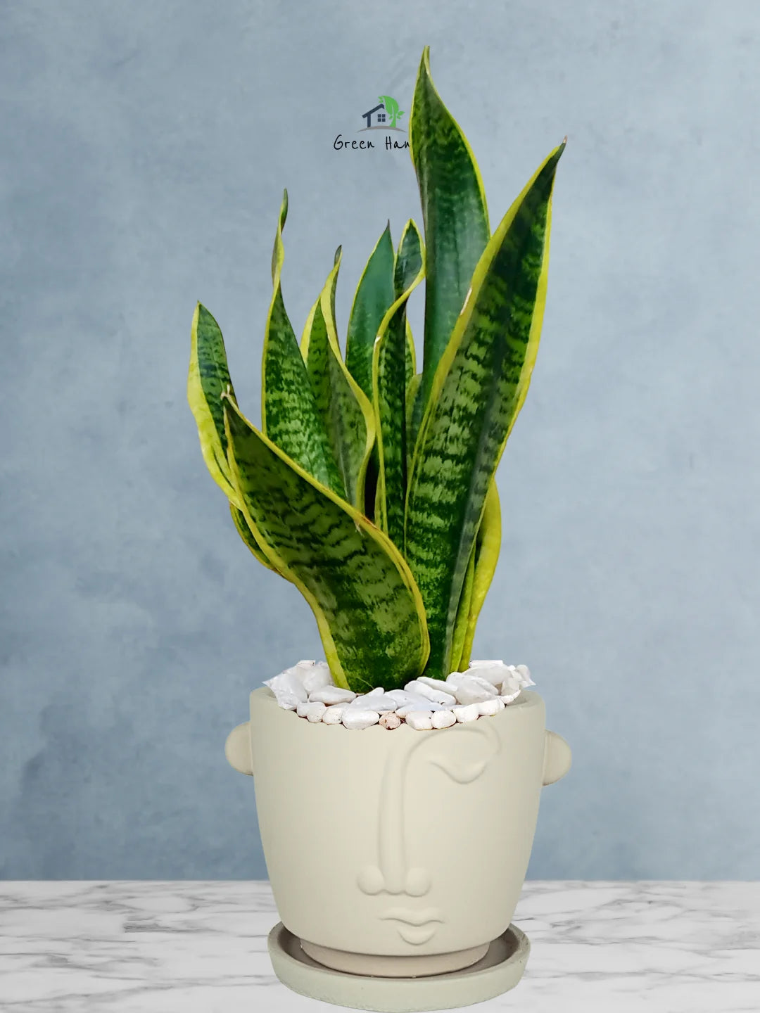 Premium Potted Desktop Snake Plant | 40-50 cm in Adorable Modern Minimalistic Planters