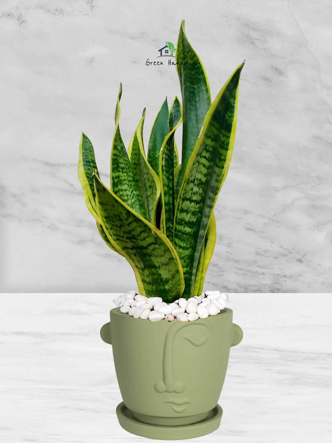 Premium Potted Desktop Snake Plant | 35-45 cm in Adorable Modern Minimalistic Planters