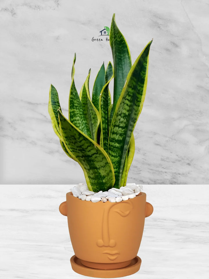 Premium Potted Desktop Snake Plant | 35-45 cm in Adorable Modern Minimalistic Planters