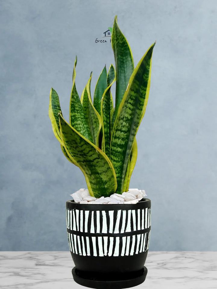 Premium Potted Desktop Snake Plant | 40-50 cm in Adorable Modern Minimalistic Planters