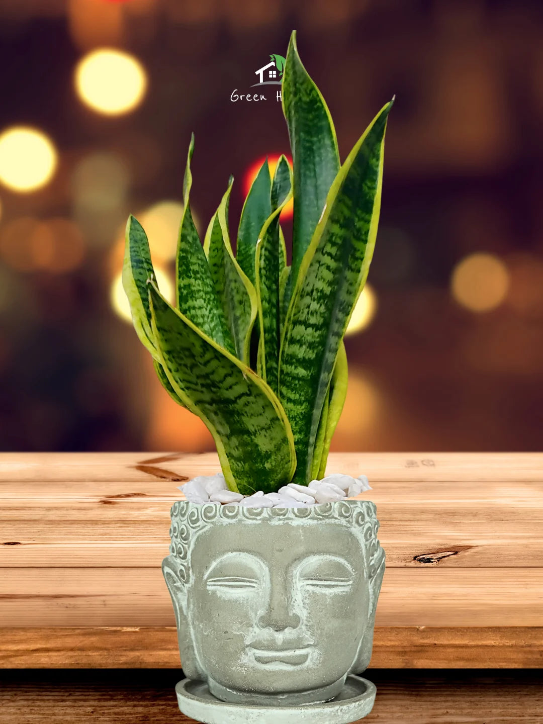 Premium Potted Desktop Snake Plant | 40-50 cm in Adorable Modern Minimalistic Planters