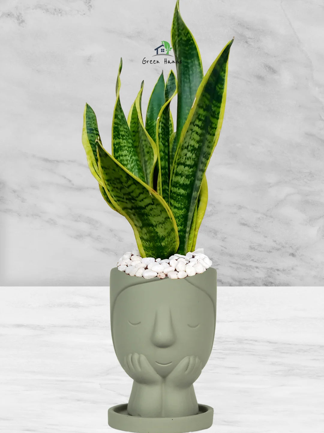 Premium Potted Desktop Snake Plant | 40-50 cm in Adorable Modern Minimalistic Planters