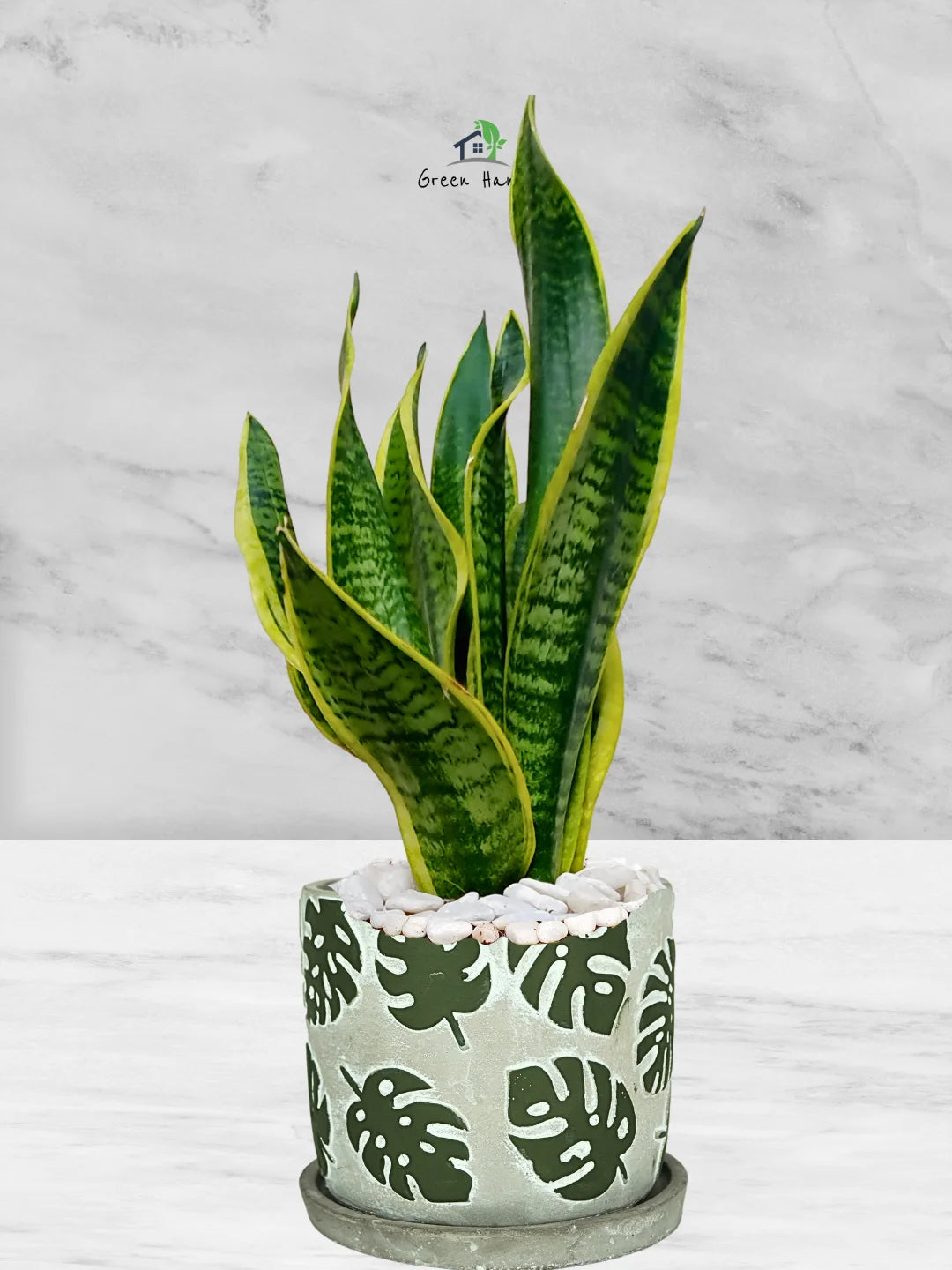 Premium Potted Desktop Snake Plant | 40-50 cm in Adorable Modern Minimalistic Planters