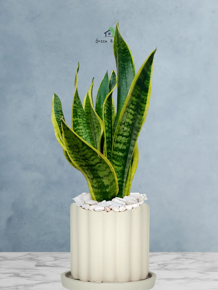 Premium Potted Desktop Snake Plant | 35-45 cm in Adorable Modern Minimalistic Planters