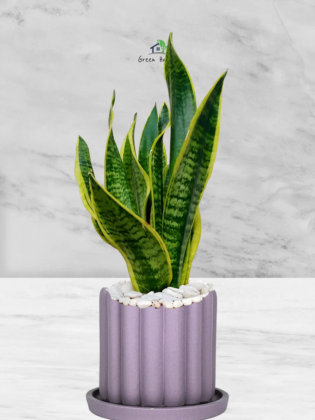 Premium Potted Desktop Snake Plant | 40-50 cm in Adorable Modern Minimalistic Planters