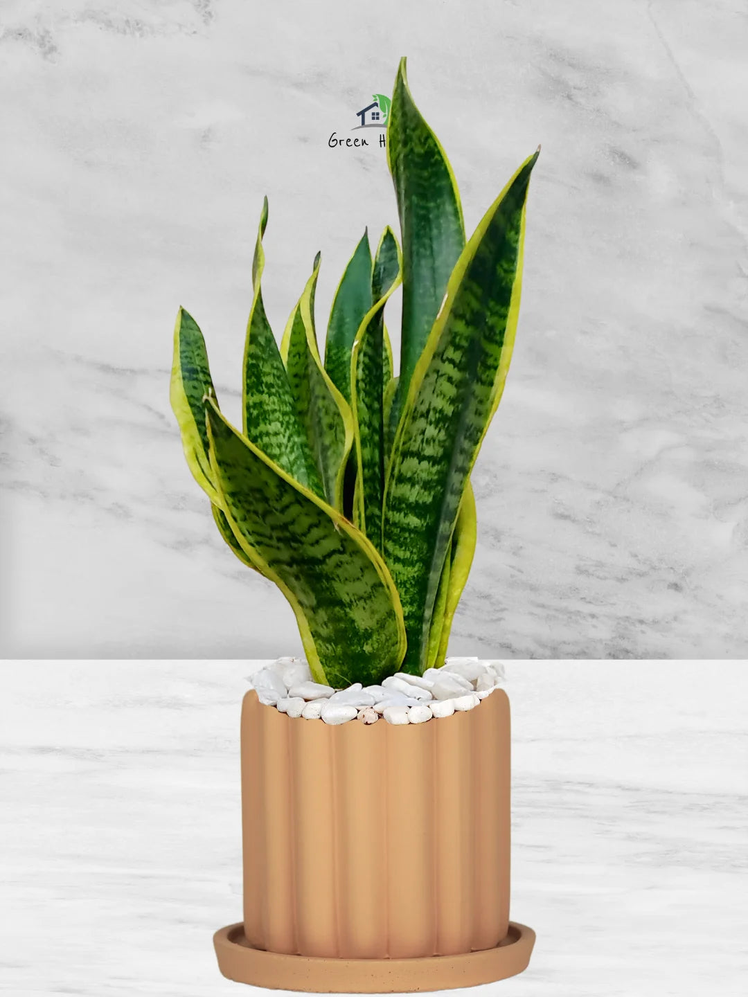 Premium Potted Desktop Snake Plant | 40-50 cm in Adorable Modern Minimalistic Planters