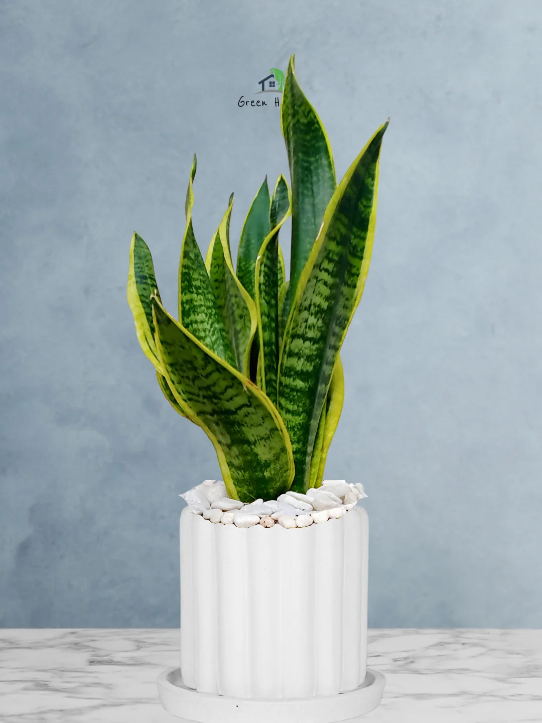 Premium Potted Desktop Snake Plant | 35-45 cm in Adorable Modern Minimalistic Planters