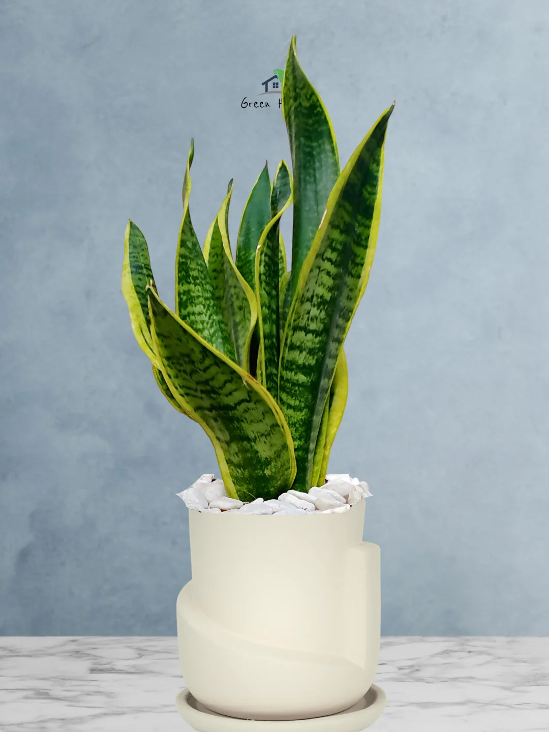 Premium Potted Desktop Snake Plant | 40-50 cm in Adorable Modern Minimalistic Planters