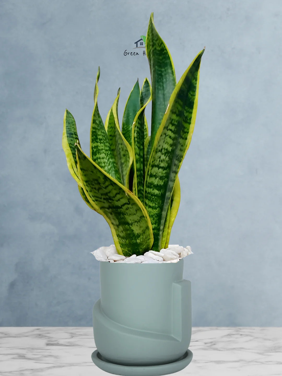 Premium Potted Desktop Snake Plant | 40-50 cm in Adorable Modern Minimalistic Planters