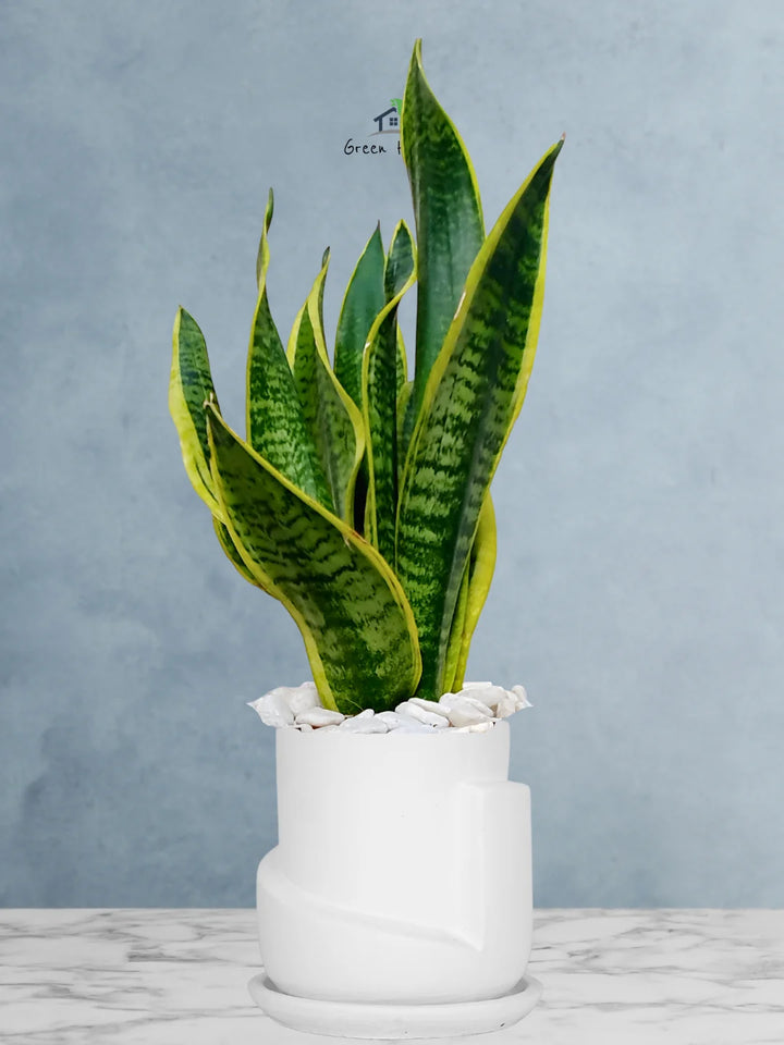 Premium Potted Desktop Snake Plant | 35-45 cm in Adorable Modern Minimalistic Planters