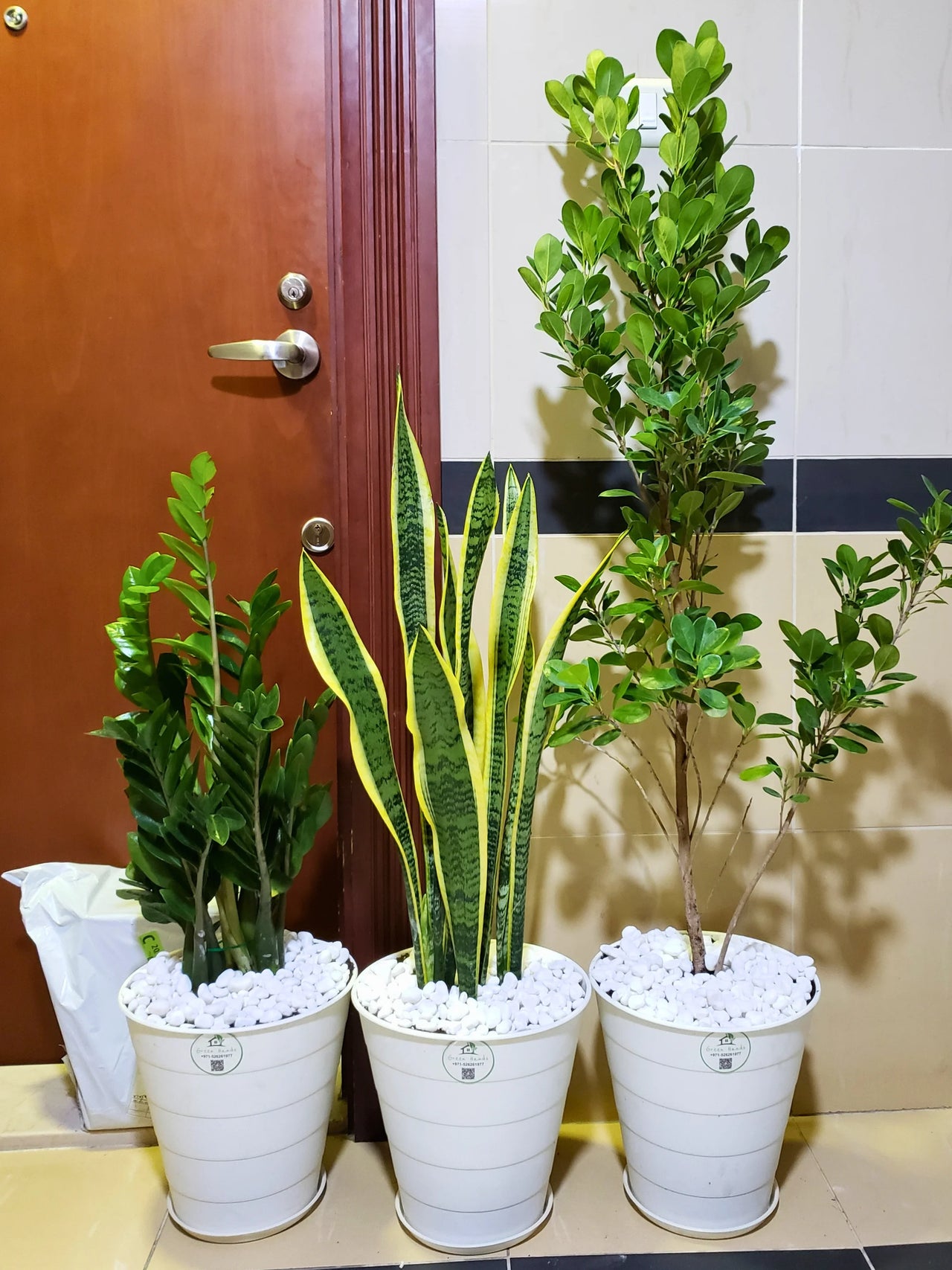 files/Starter-Plants-Bundle-of-Snake-ZZ-Ficus-Panda-Plants-in-White-Flexible-Pots_1.webp