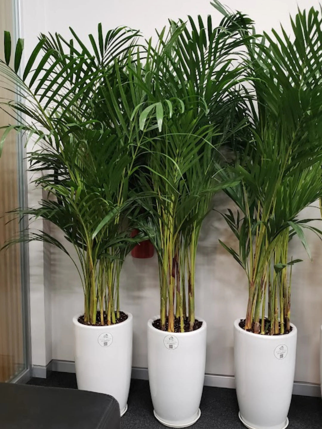 Potted Large Areca Palms | Three Plants Bundle in Tall Ceramic Pots