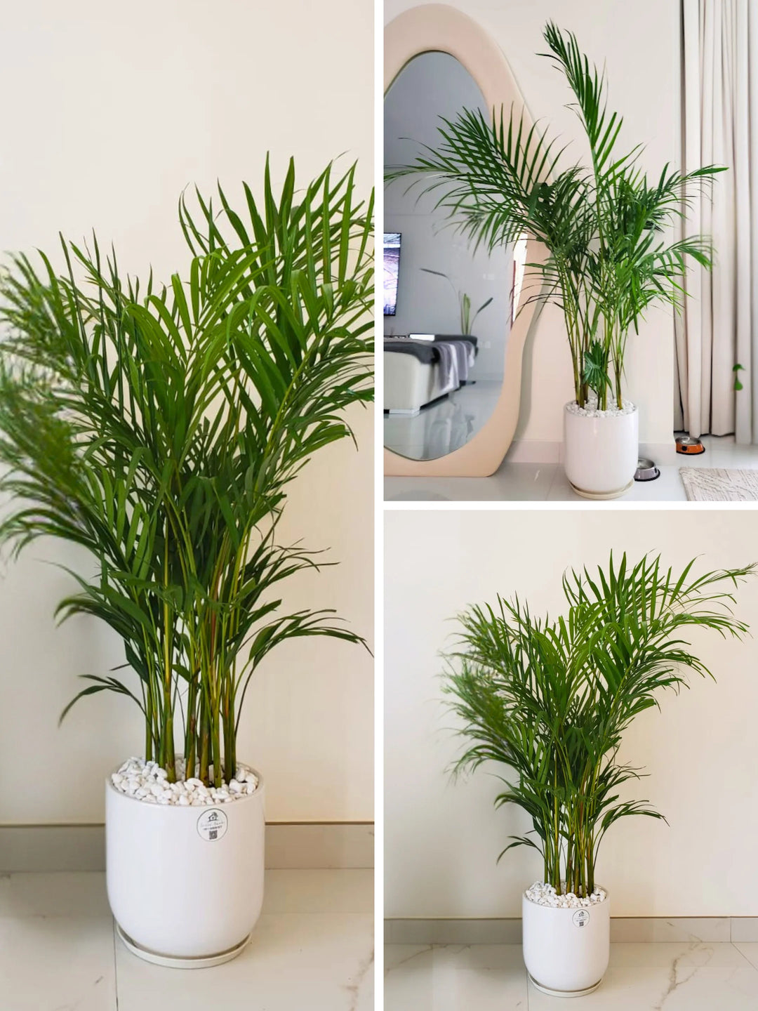 Potted Large Areca Palms | Three Plants Bundle in Tall Ceramic Pots