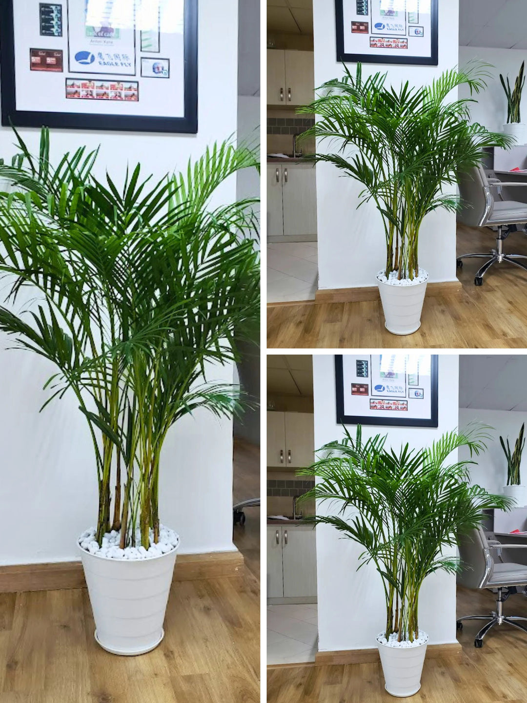 Three-Large-Potted-Areca-Palms-in-White-Flexible-Pots-Bundle