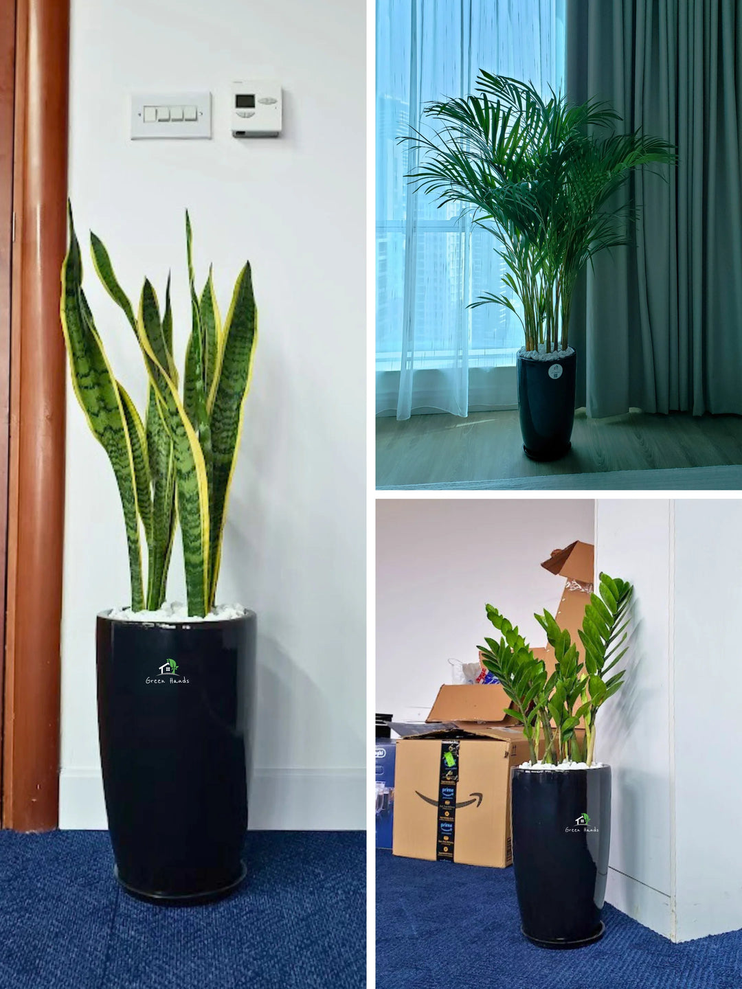 Potted Large Areca Palm, Snake, ZZ | Three Plants Bundle