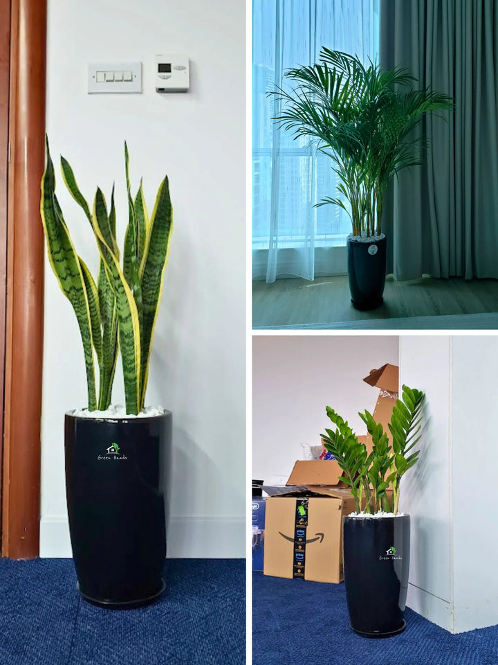 Potted Large Areca Palm, Snake, ZZ | Three Plants Bundle