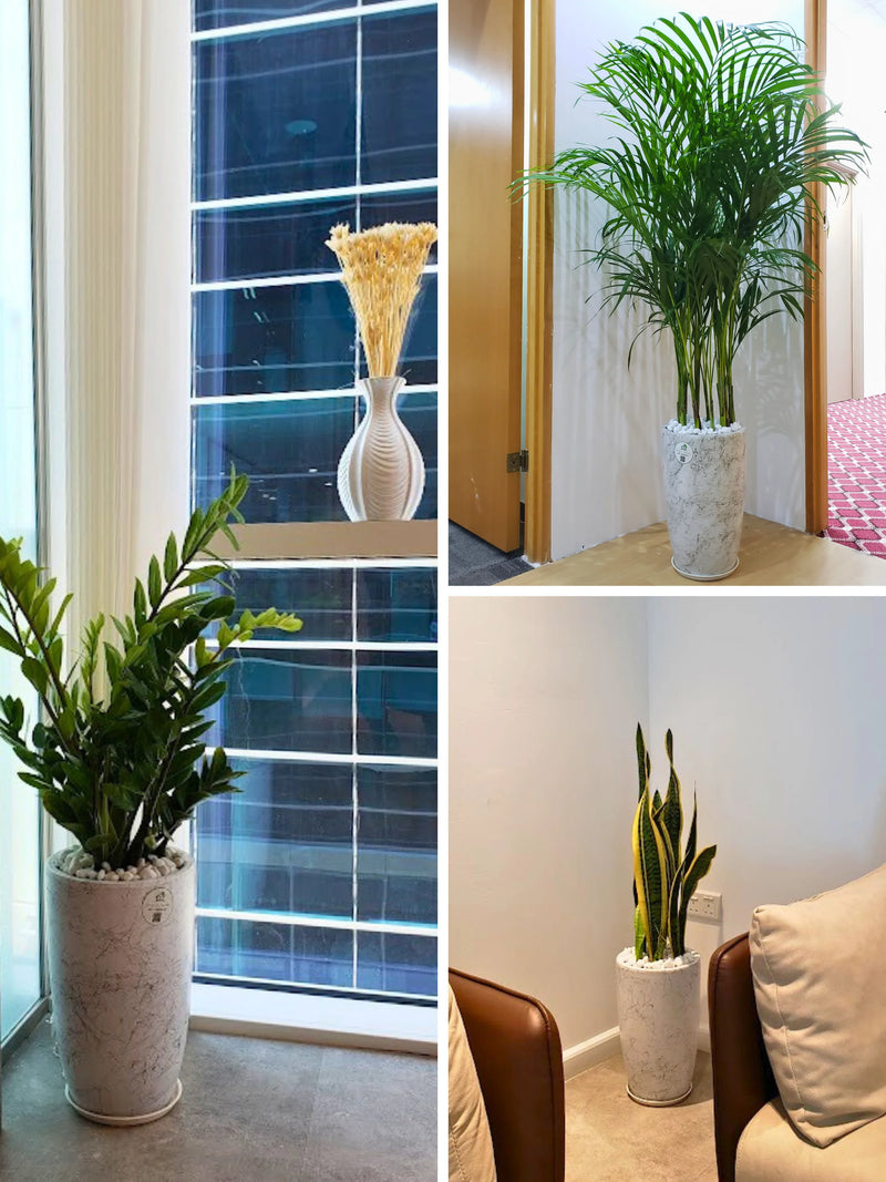 files/Three-Plants-Bundle-of-Large-Areca-Palm-Snake-Plant-ZZ-or-Zamia-in-Tall-Marble-Grey-Ceramic-Pots.webp