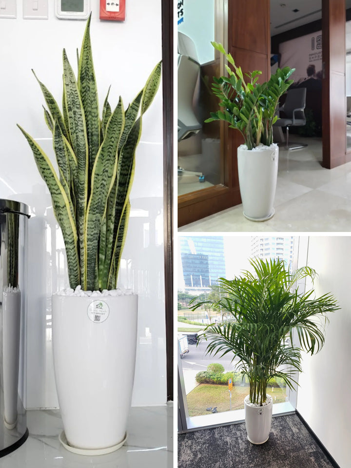 Potted Large Areca Palm, Snake, ZZ | Three Plants Bundle